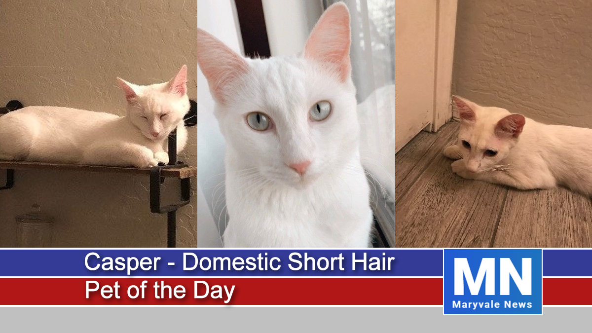 Casper - Domestic Short Hair Cat