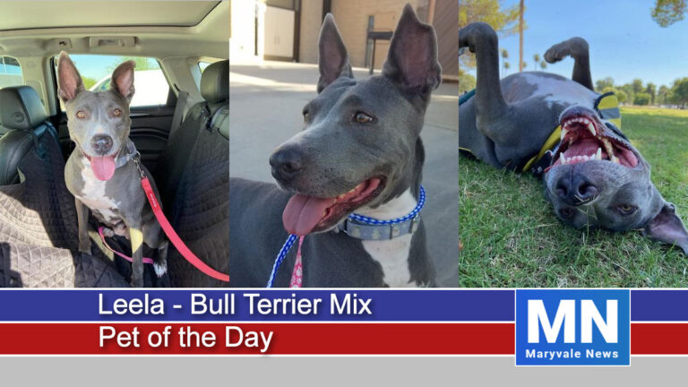 Leela - Bull Terrier Mix