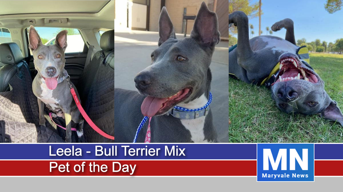 Leela - Bull Terrier Mix