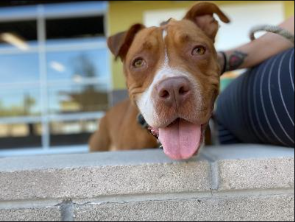 Stella Bella | Pet of the Day