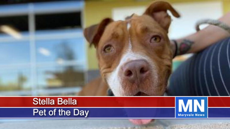 Stella Bella | Pet of the Day