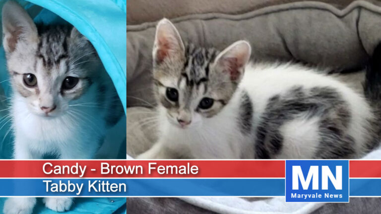 Candy - Brown Female Tabby Kitten