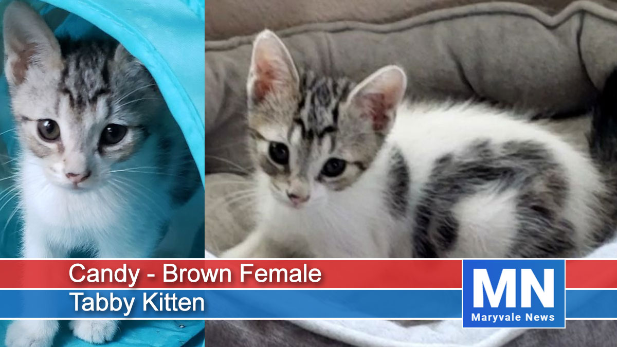 Candy - Brown Female Tabby Kitten