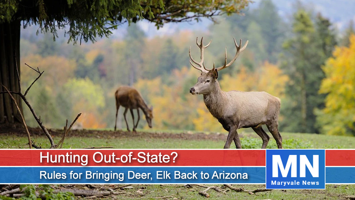 Hunting Out-of-State? Rules for Bringing Deer, Elk Back to Arizona
