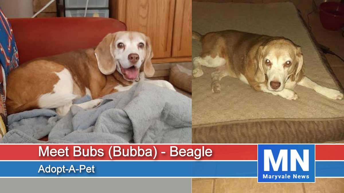 Meet Bubs (Bubba) - Beagle
