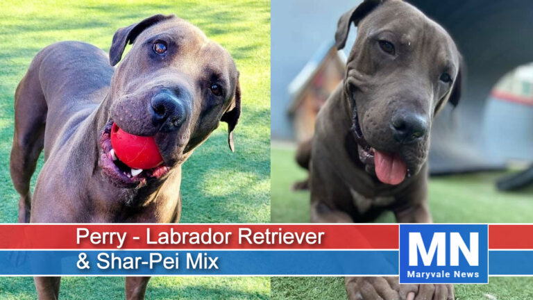 Perry - Labrador Retriever & Shar-Pei Mix