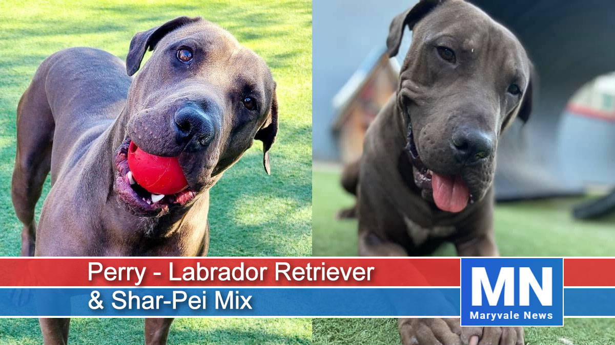 Perry - Labrador Retriever & Shar-Pei Mix