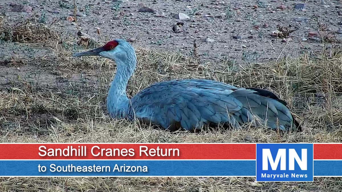 Sandhill Cranes Return to Southeastern Arizona